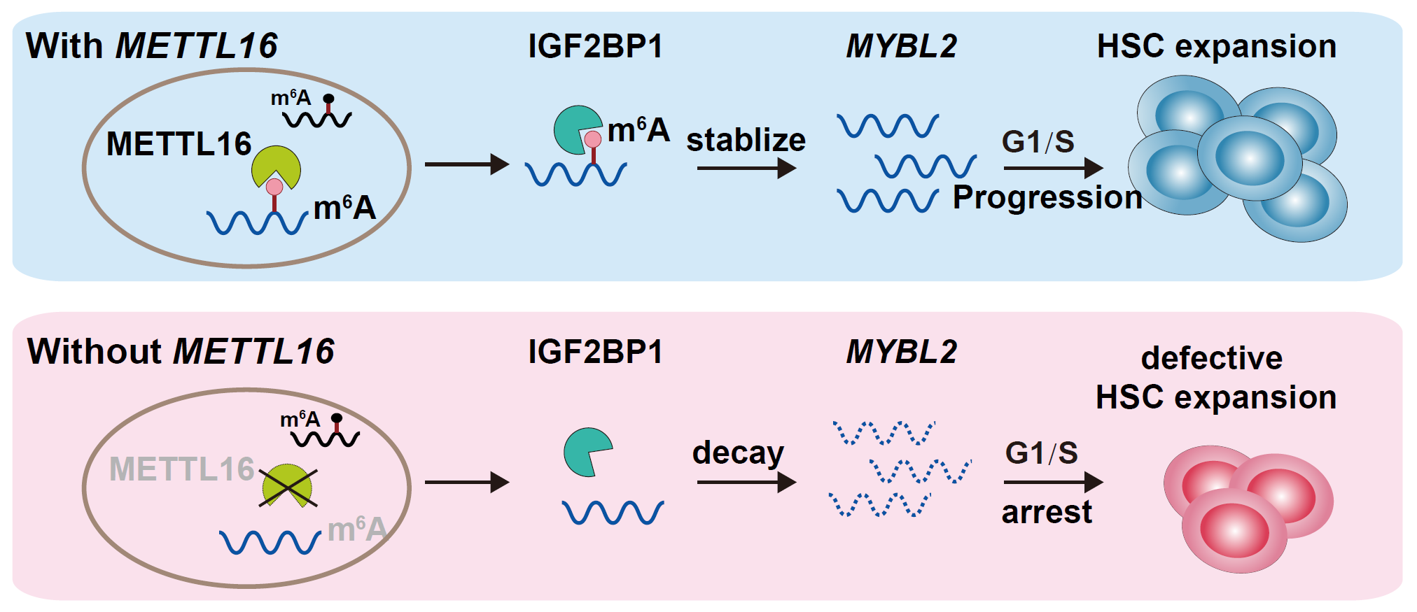 贝斯特全球最奢华3344联合华中科技大学揭示RNA甲基转移酶Mettl16调控细胞周期G1/S进程的新机制